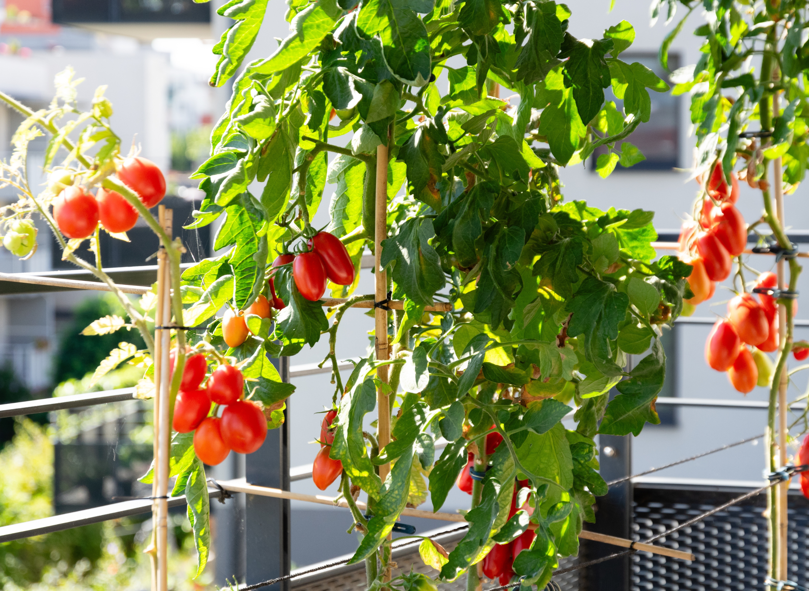 Potager de balcon noyé par la pluie : comment installer un système de drainage infaillible ?