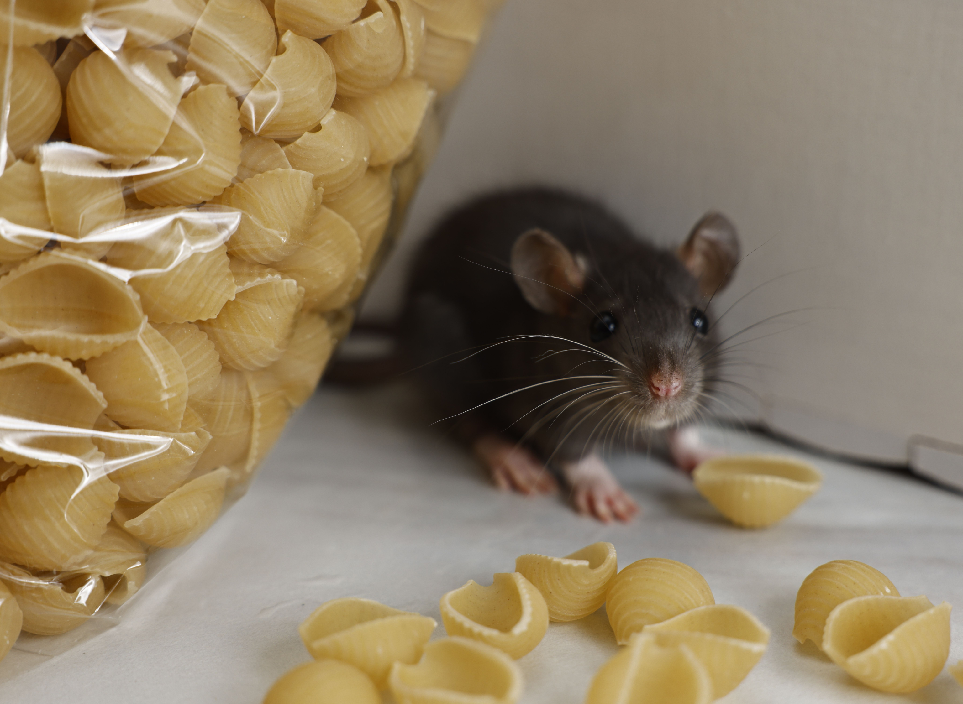 Comment prévenir une infestation de rats : guide complet pour protéger votre logement